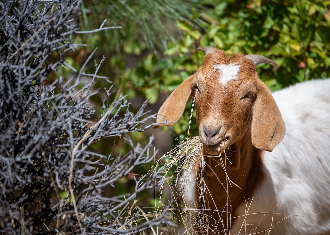 Goat grazing to reduce wildfire risk.